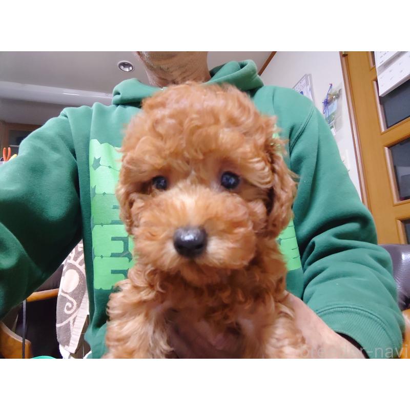 販売中の福岡県のトイプードル-419736の6枚目