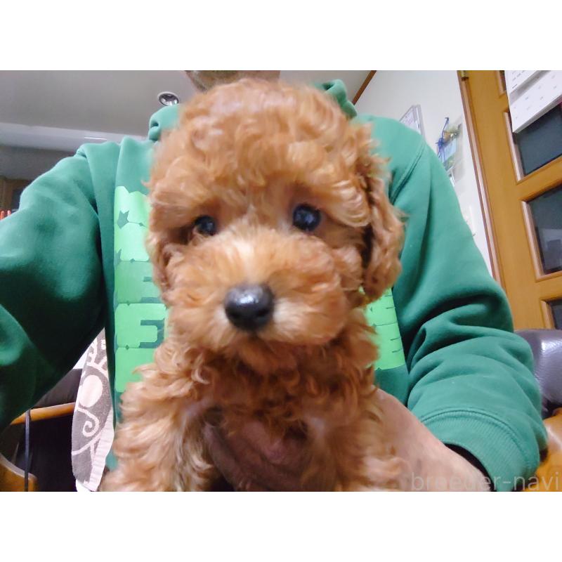 販売中の福岡県のトイプードル-419736の5枚目