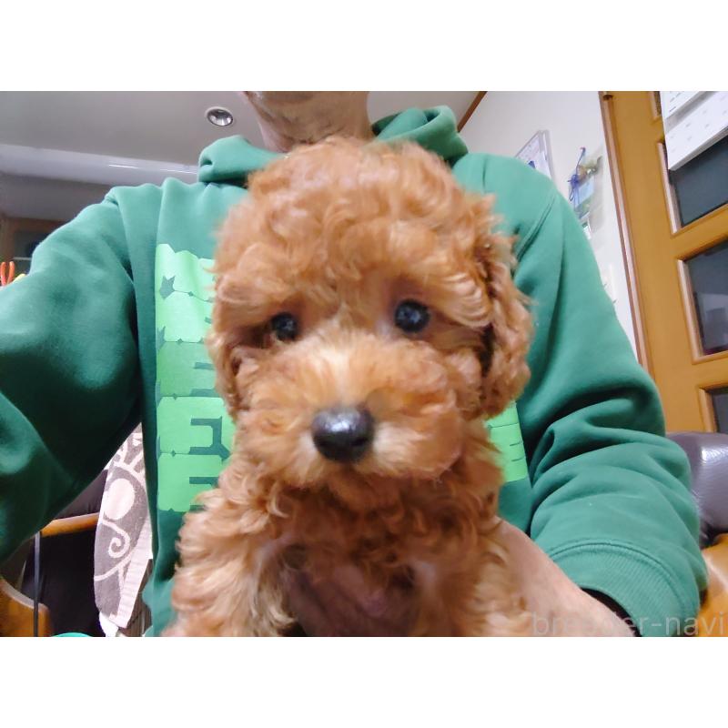 販売中の福岡県のトイプードル-419736の4枚目