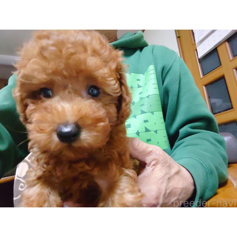 販売中の福岡県のトイプードル-419736の3枚目