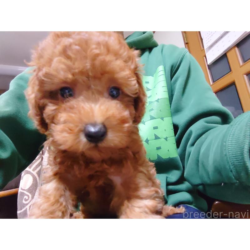 販売中の福岡県のトイプードル-419736の2枚目