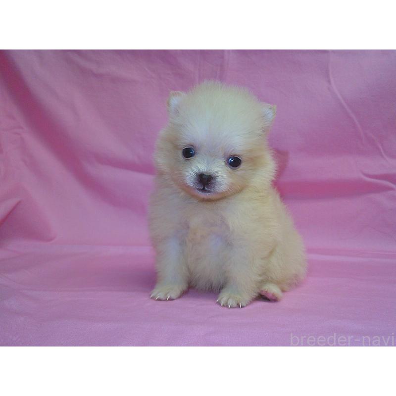 販売中の茨城県のポメラニアン-422523