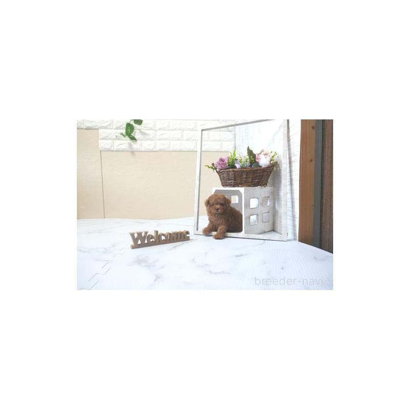 販売中の滋賀県のトイプードル-423326