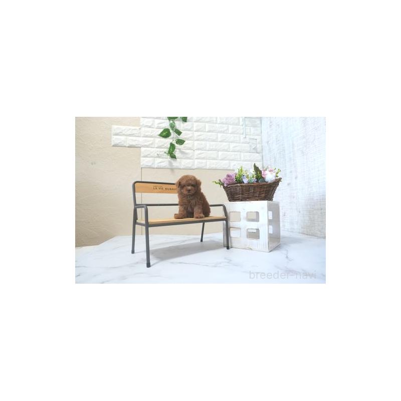 販売中の滋賀県のトイプードル-423326の4枚目