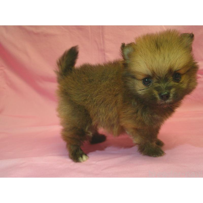 販売中の茨城県のポメラニアン-422522