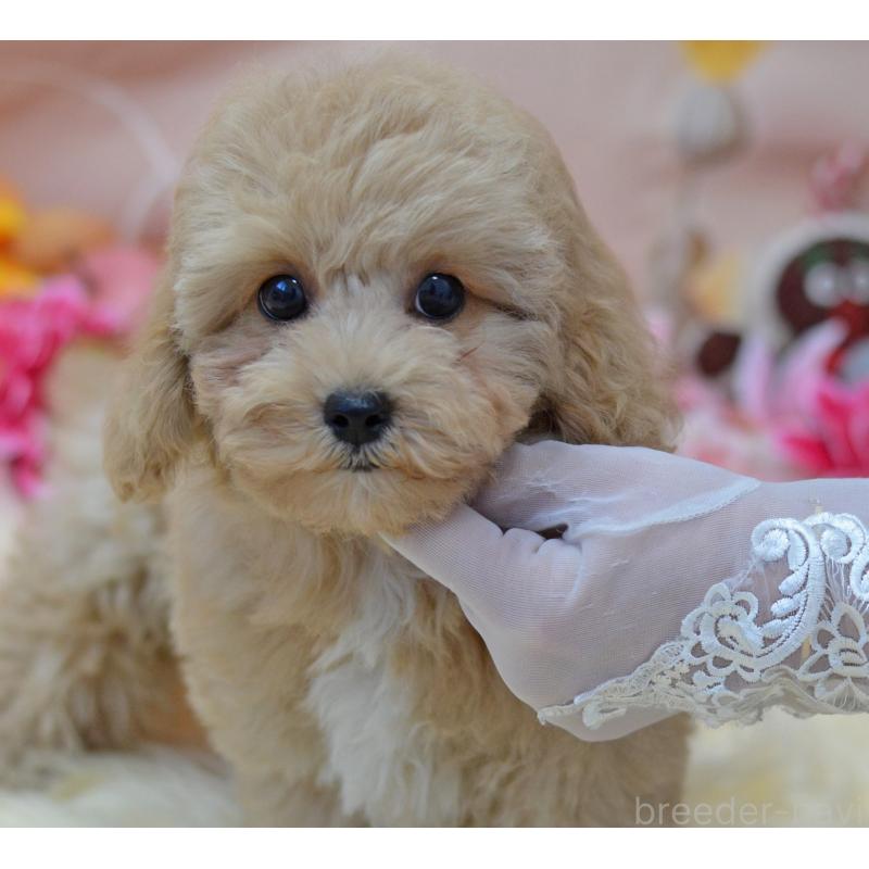 成約済の埼玉県のミックス犬-413226の31枚目