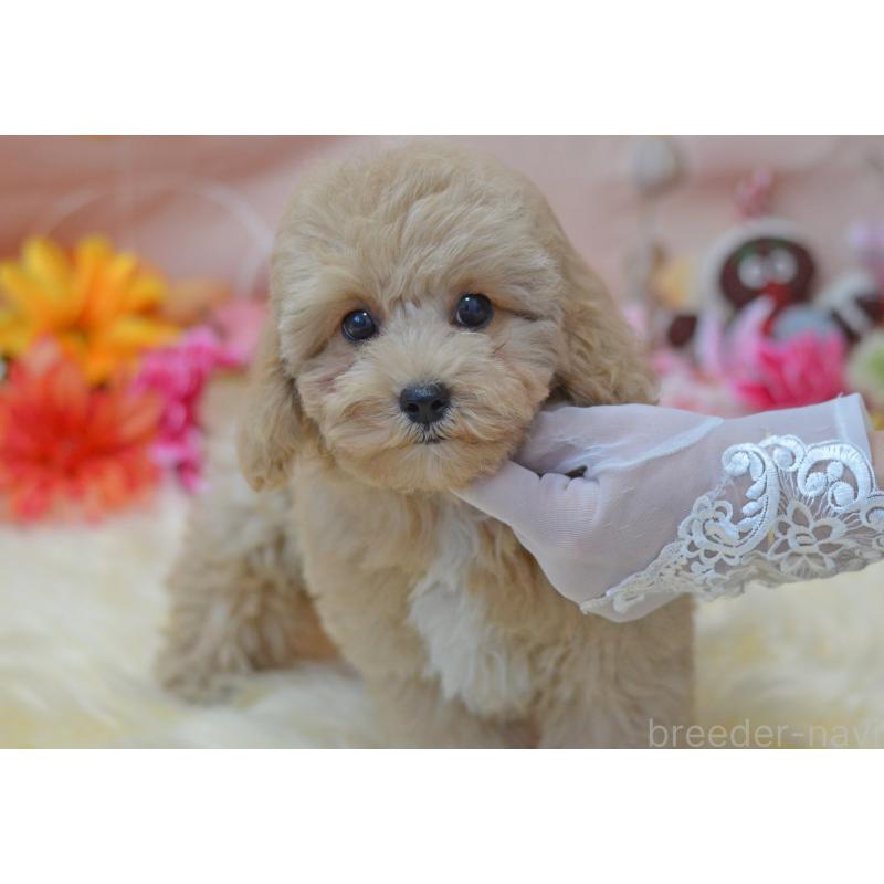 成約済の埼玉県のミックス犬-413226の30枚目