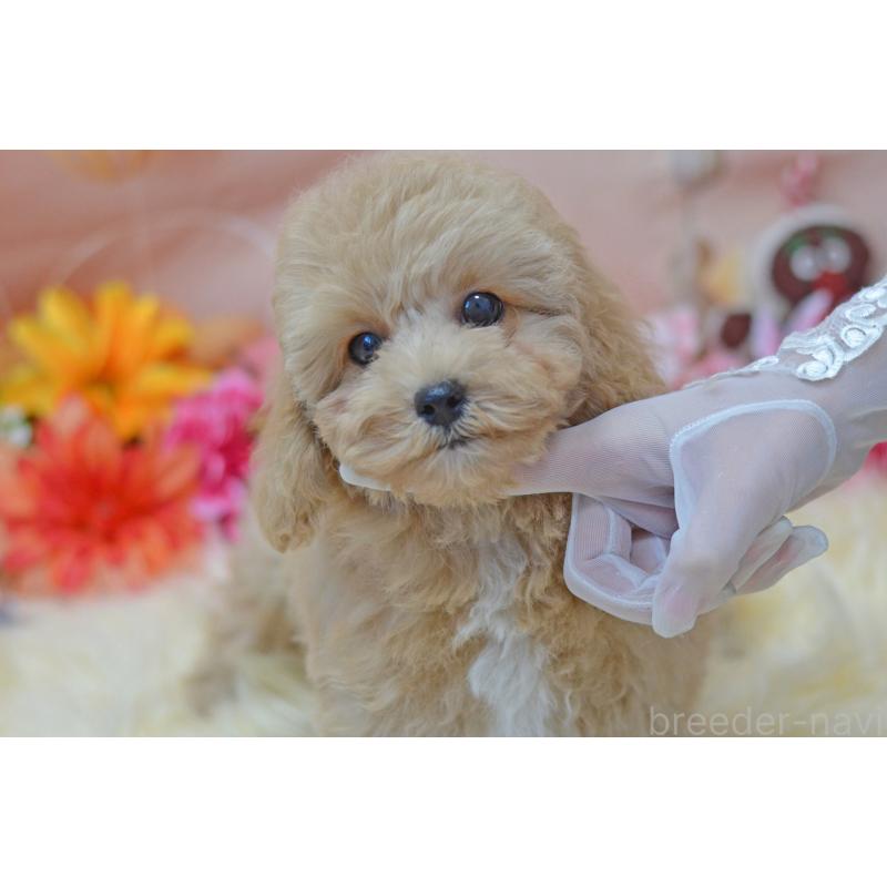 成約済の埼玉県のミックス犬-413226の29枚目