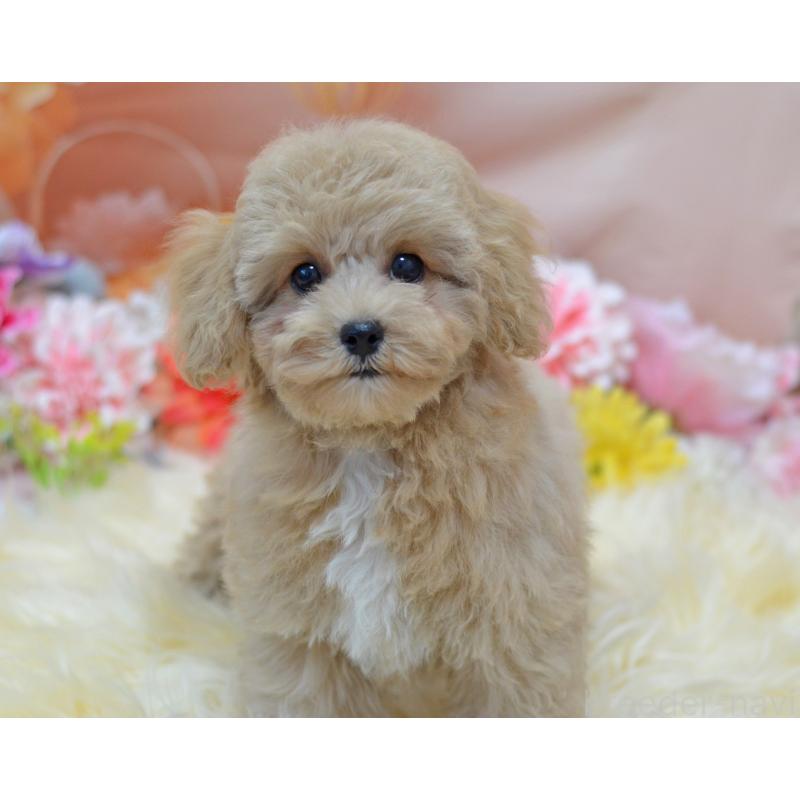 成約済の埼玉県のミックス犬-413226の27枚目