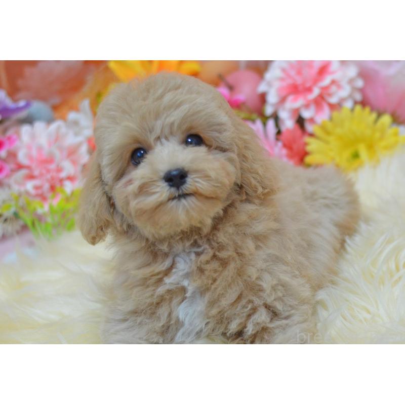 成約済の埼玉県のミックス犬-413226の26枚目