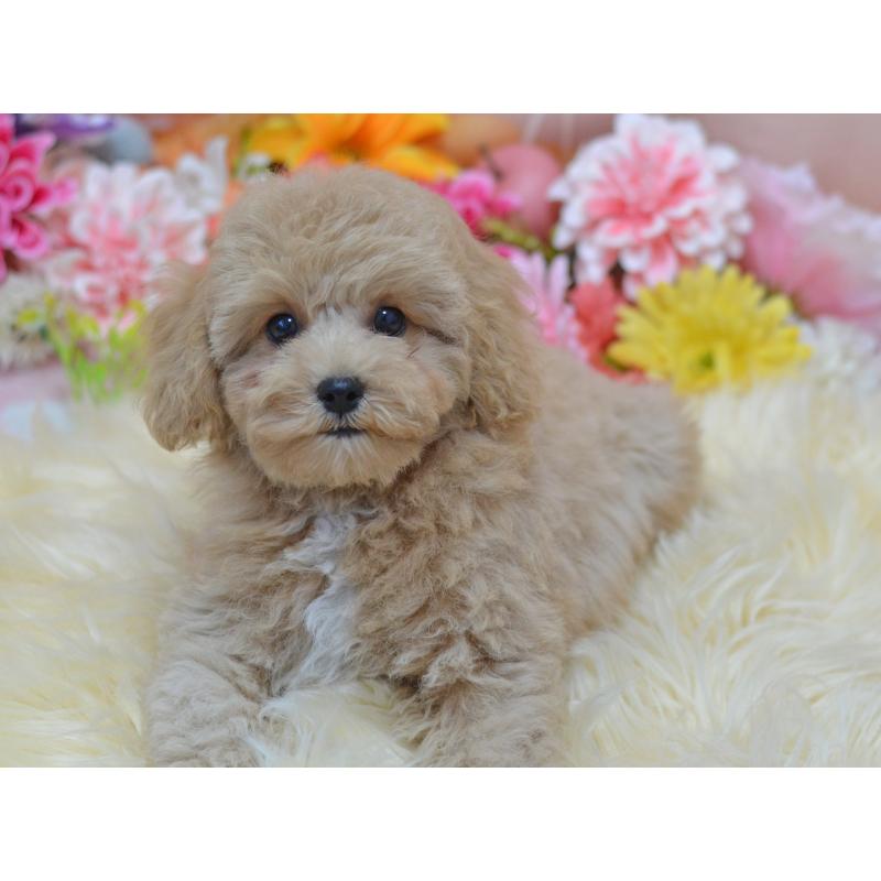 成約済の埼玉県のミックス犬-413226の25枚目