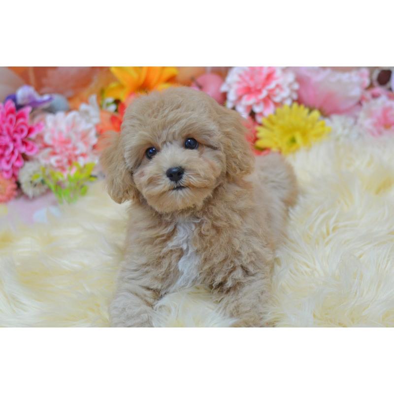 成約済の埼玉県のミックス犬-413226の24枚目