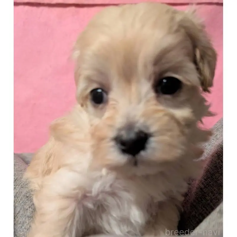 販売中の埼玉県のマルプー:マルチーズ×トイプードル-423327の8枚目