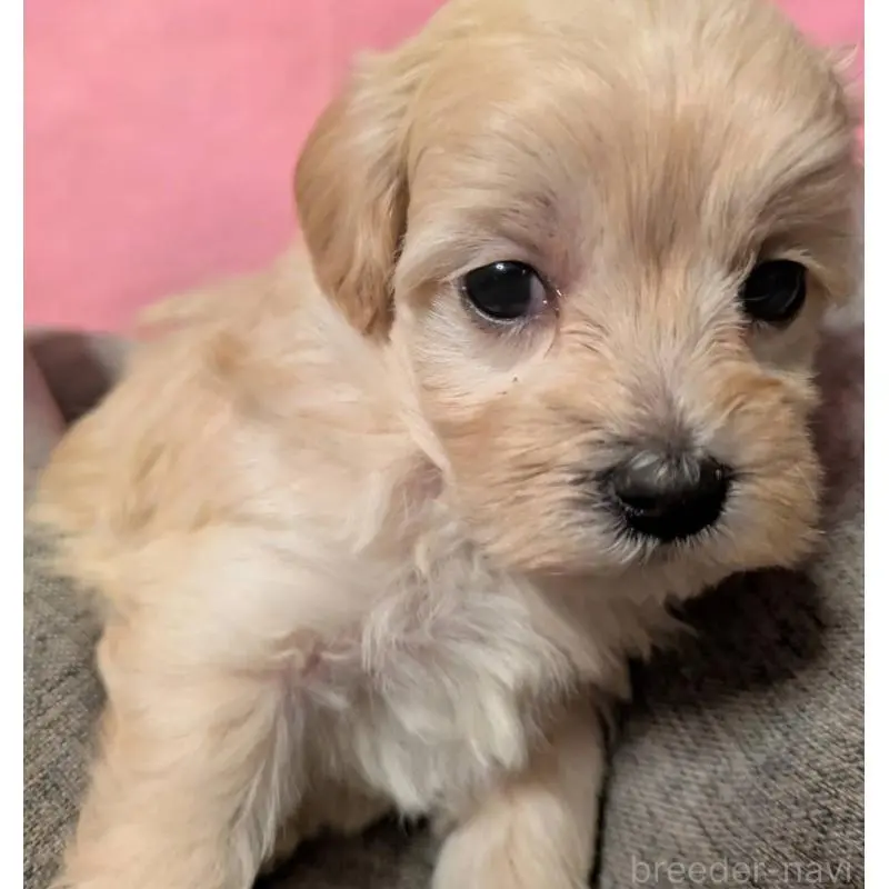 販売中の埼玉県のマルプー:マルチーズ×トイプードル-423327の7枚目