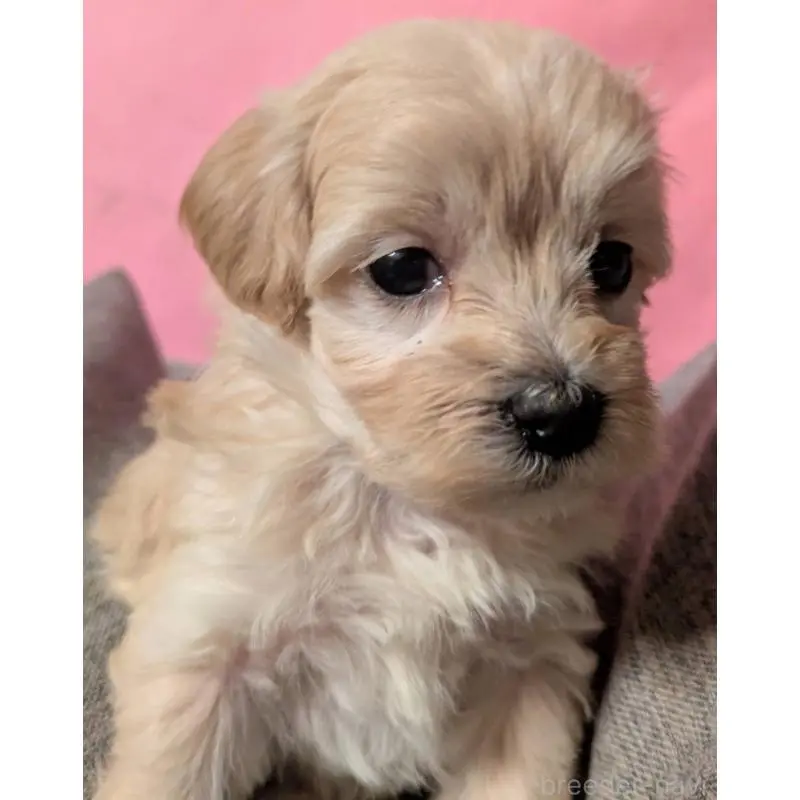 販売中の埼玉県のマルプー:マルチーズ×トイプードル-423327の6枚目