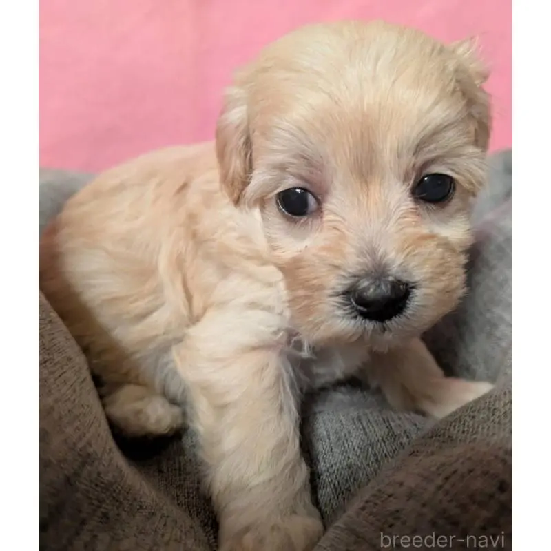 販売中の埼玉県のマルプー:マルチーズ×トイプードル-423327の5枚目