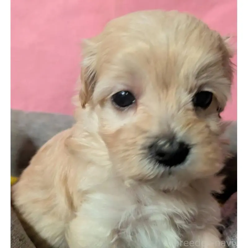 販売中の埼玉県のマルプー:マルチーズ×トイプードル-423327の1枚目