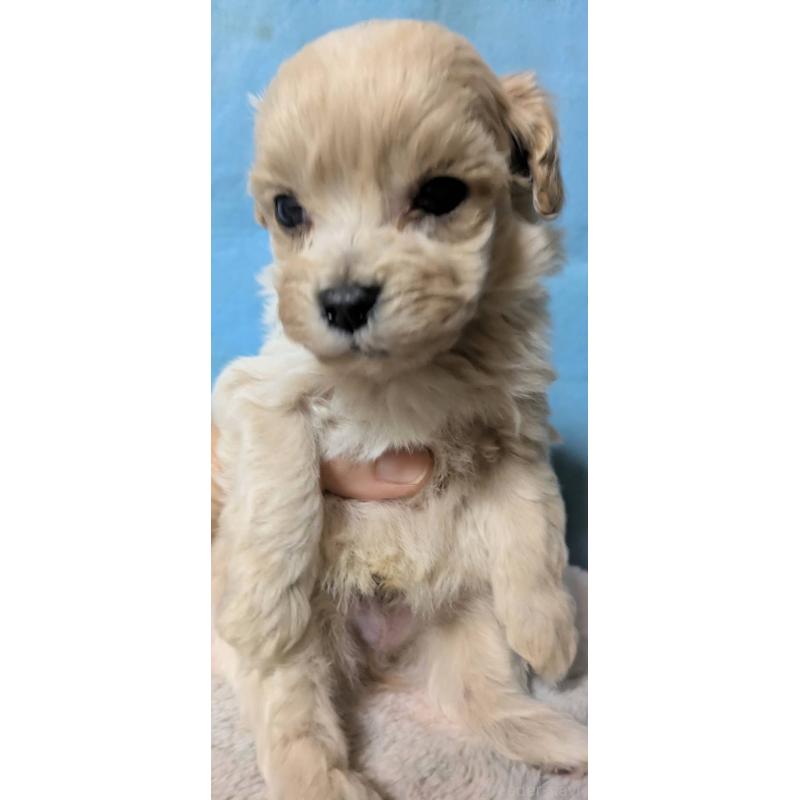 販売中の埼玉県のマルプー:マルチーズ×トイプードル-423328の8枚目