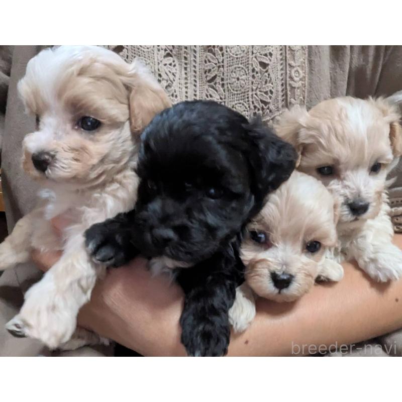 販売中の埼玉県のマルプー:マルチーズ×トイプードル-423328の3枚目