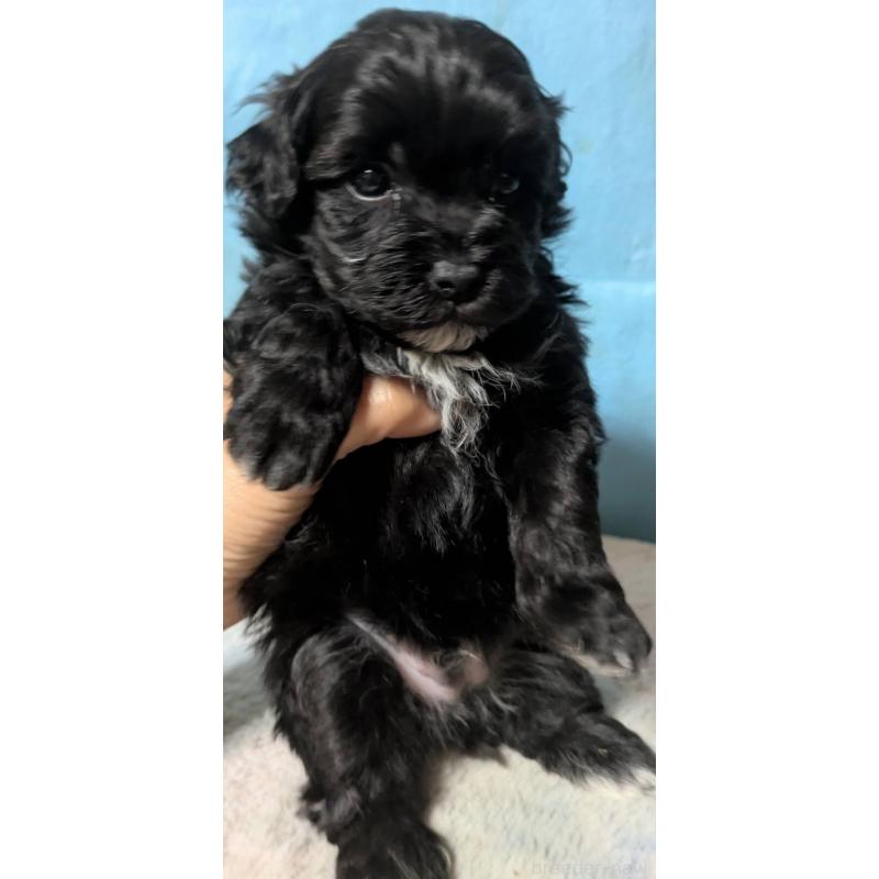 販売中の埼玉県のマルプー:マルチーズ×トイプードル-423329の12枚目