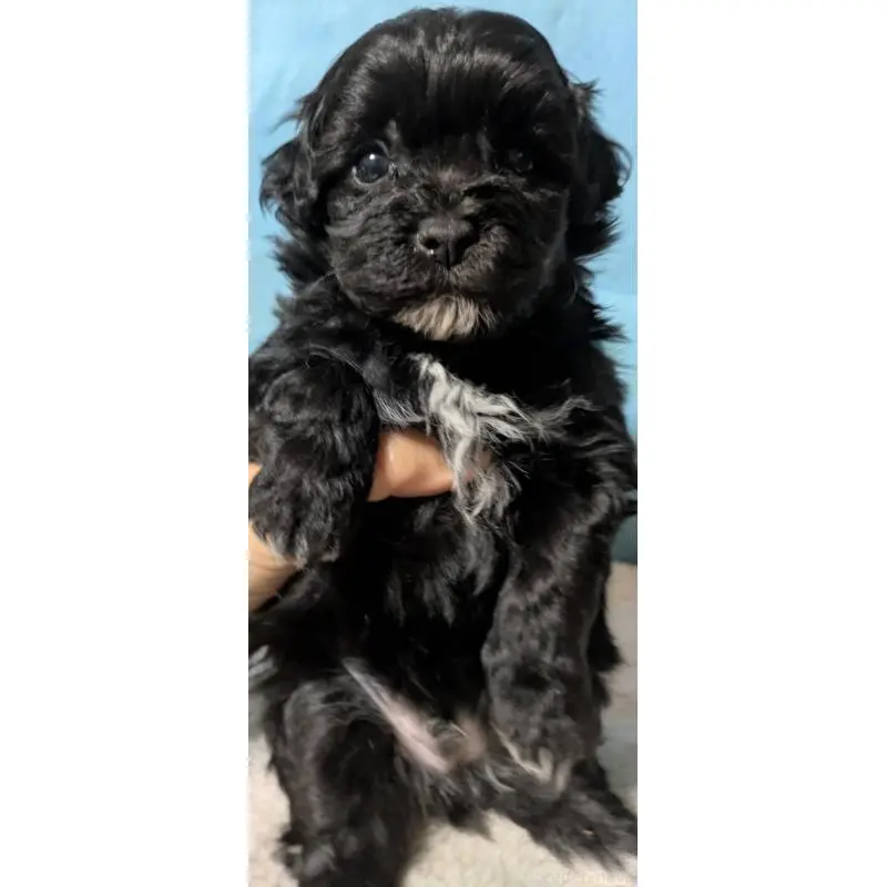 販売中の埼玉県のマルプー:マルチーズ×トイプードル-423329