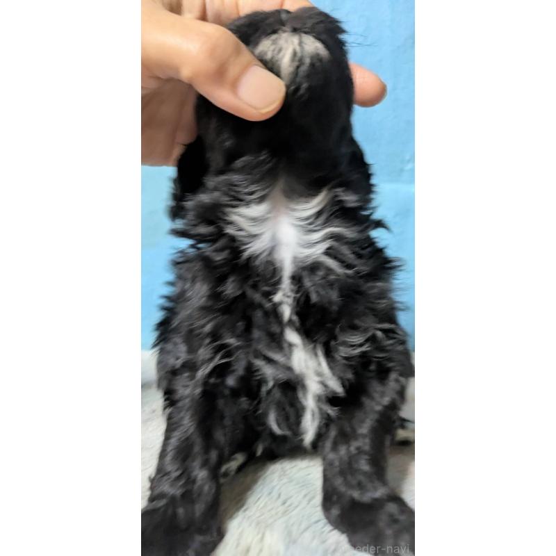 販売中の埼玉県のマルプー:マルチーズ×トイプードル-423329の8枚目