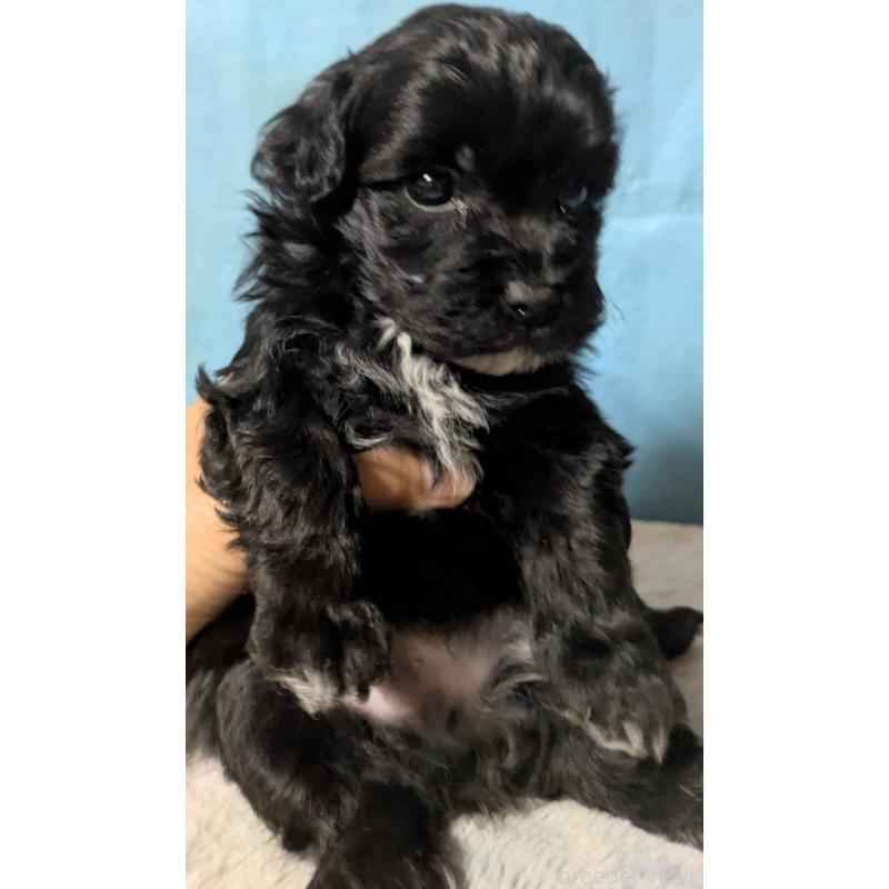 販売中の埼玉県のマルプー:マルチーズ×トイプードル-423329の7枚目