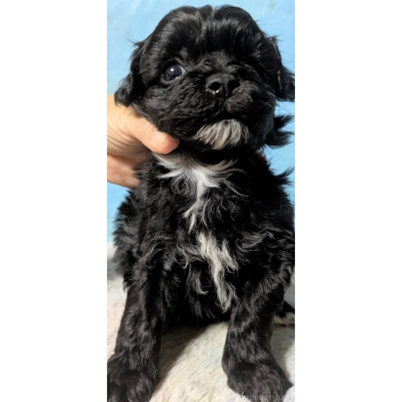 販売中の埼玉県のマルプー:マルチーズ×トイプードル-423329の6枚目