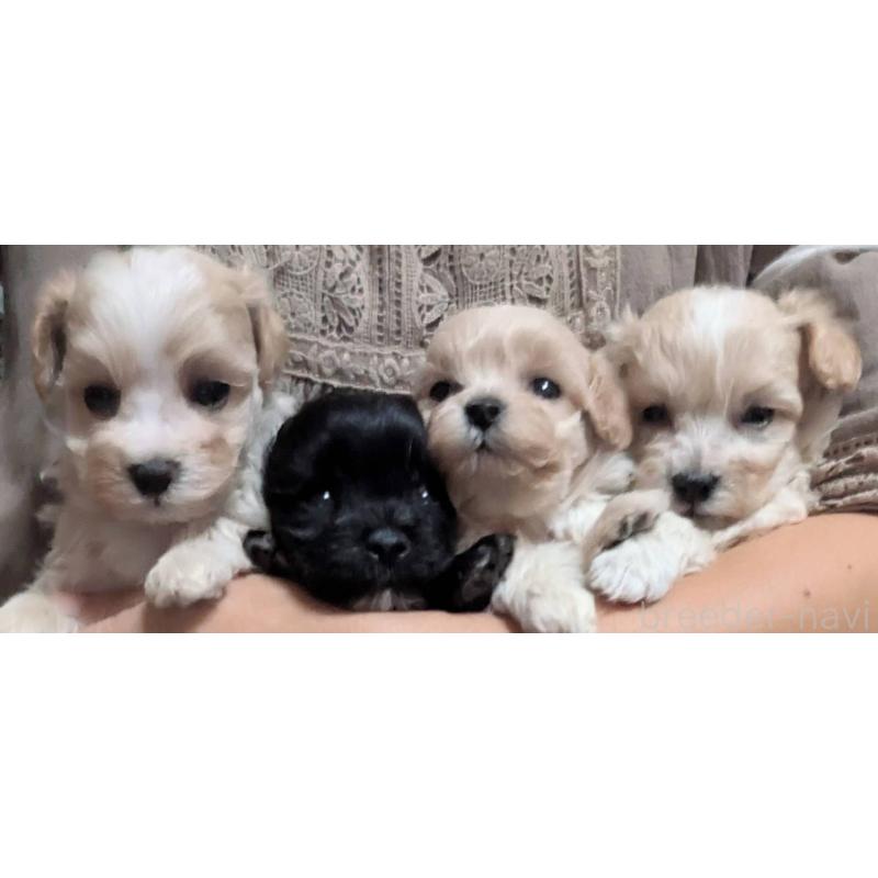 販売中の埼玉県のマルプー:マルチーズ×トイプードル-423329の5枚目