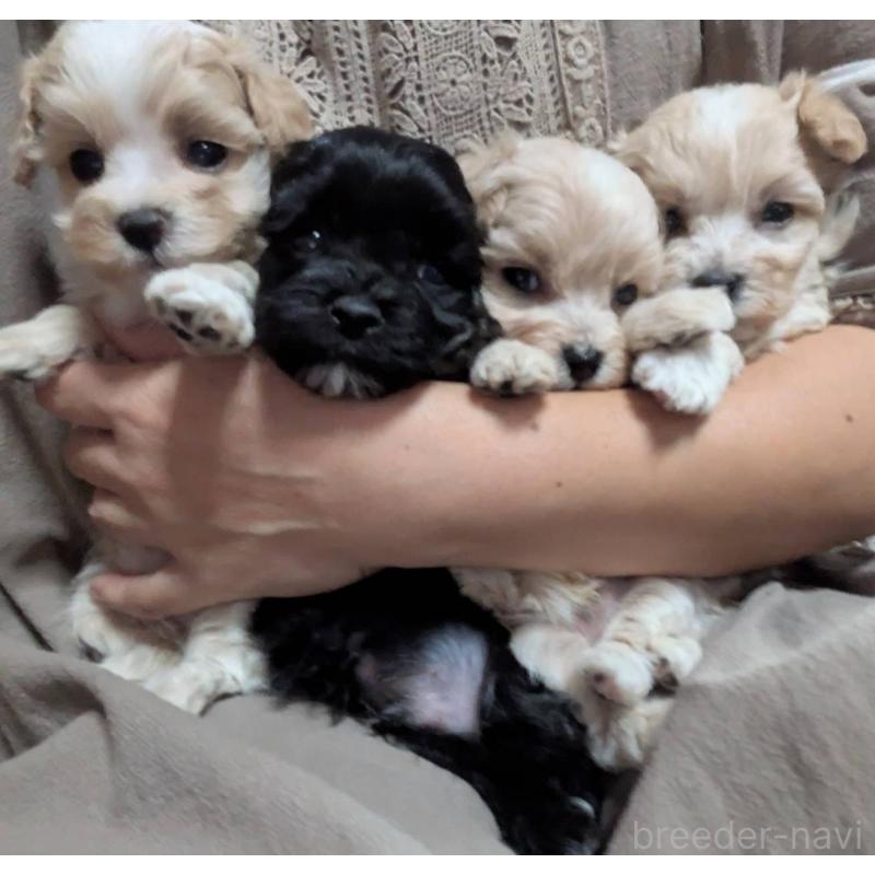 販売中の埼玉県のマルプー:マルチーズ×トイプードル-423329の2枚目