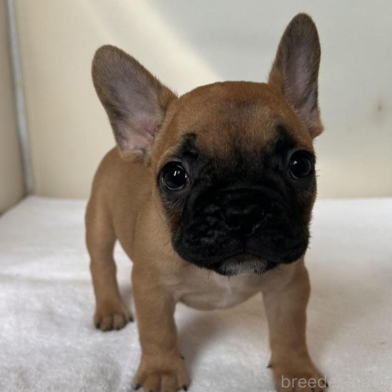 販売中の東京都のフレンチブルドッグ-420067の1枚目