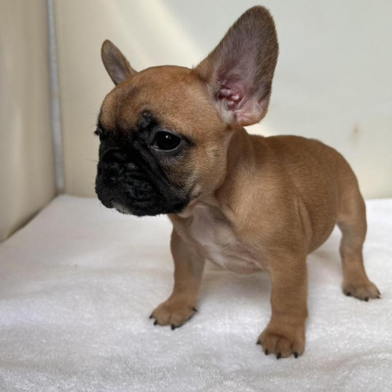販売中の東京都のフレンチブルドッグ-420067の8枚目