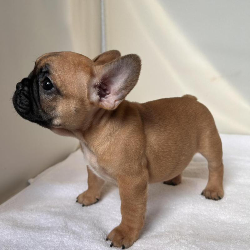 販売中の東京都のフレンチブルドッグ-420067の7枚目