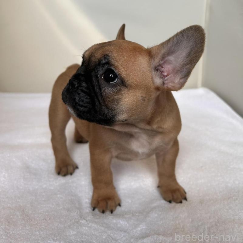 販売中の東京都のフレンチブルドッグ-420067の6枚目