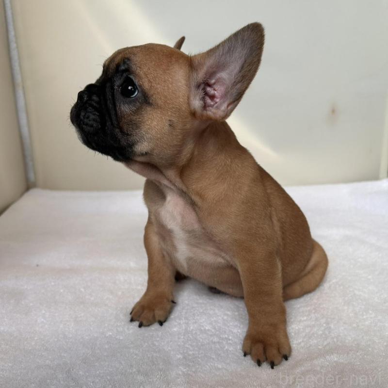 販売中の東京都のフレンチブルドッグ-420067の5枚目