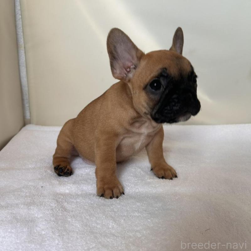 販売中の東京都のフレンチブルドッグ-420067の4枚目