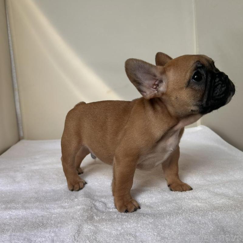 販売中の東京都のフレンチブルドッグ-420067の3枚目