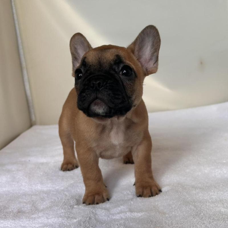 販売中の東京都のフレンチブルドッグ-420067の2枚目