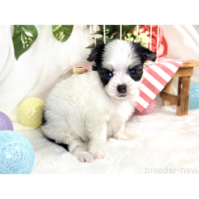 販売中の滋賀県のチワマル:チワワ×マルチーズ-423332の3枚目