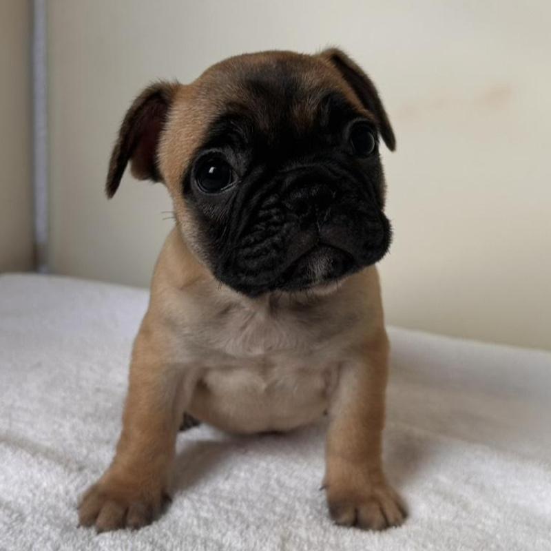 販売中の東京都のフレンチブルドッグ-420068の1枚目