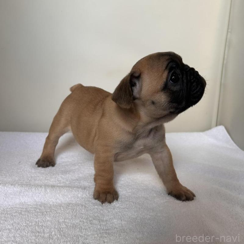 販売中の東京都のフレンチブルドッグ-420068の9枚目