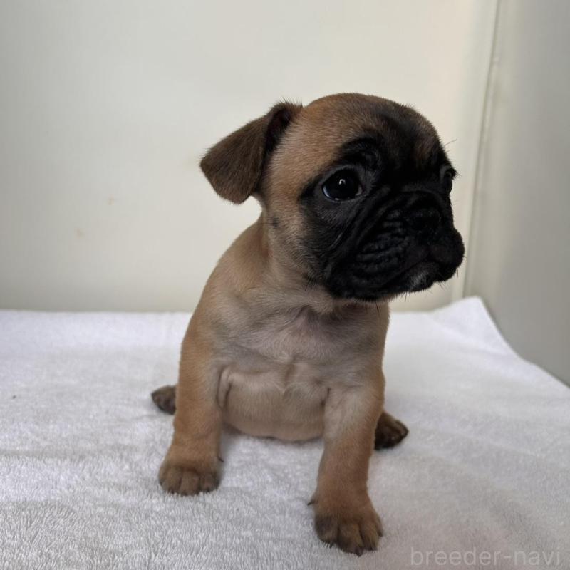 販売中の東京都のフレンチブルドッグ-420068の8枚目