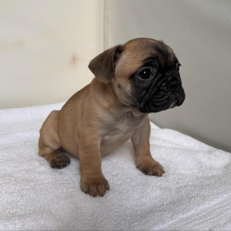 販売中の東京都のフレンチブルドッグ-420068の7枚目