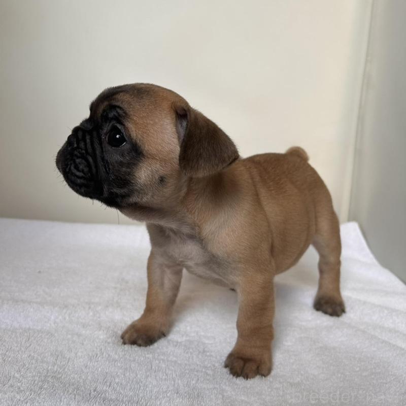 販売中の東京都のフレンチブルドッグ-420068の6枚目