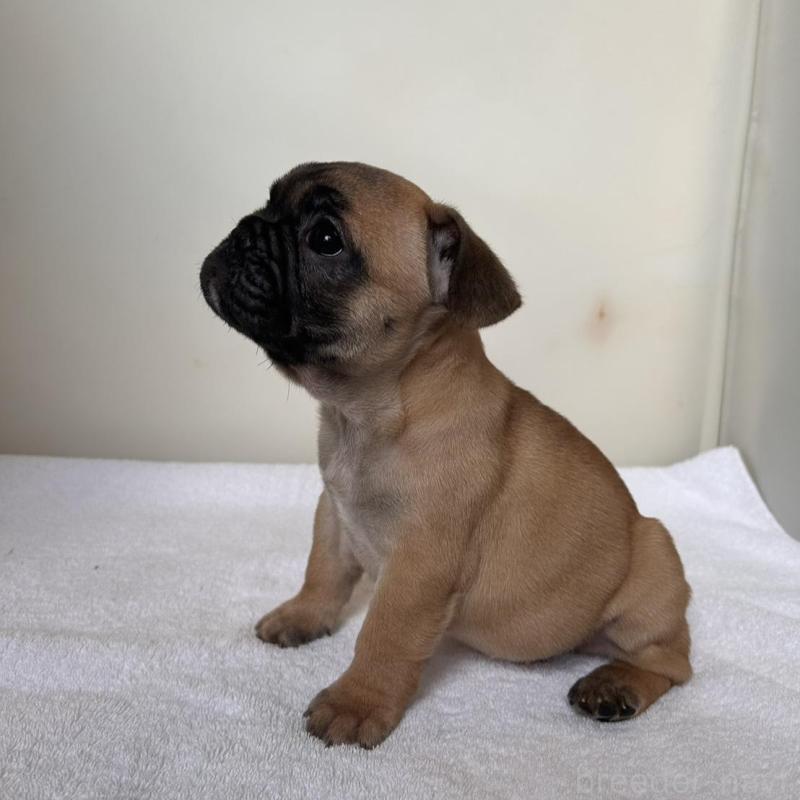 販売中の東京都のフレンチブルドッグ-420068の5枚目