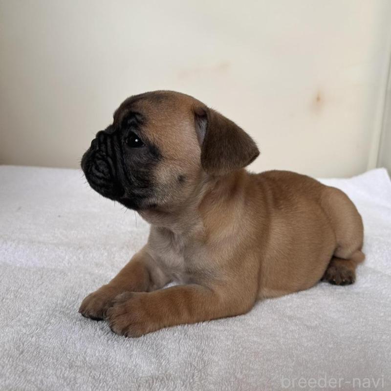 販売中の東京都のフレンチブルドッグ-420068の4枚目