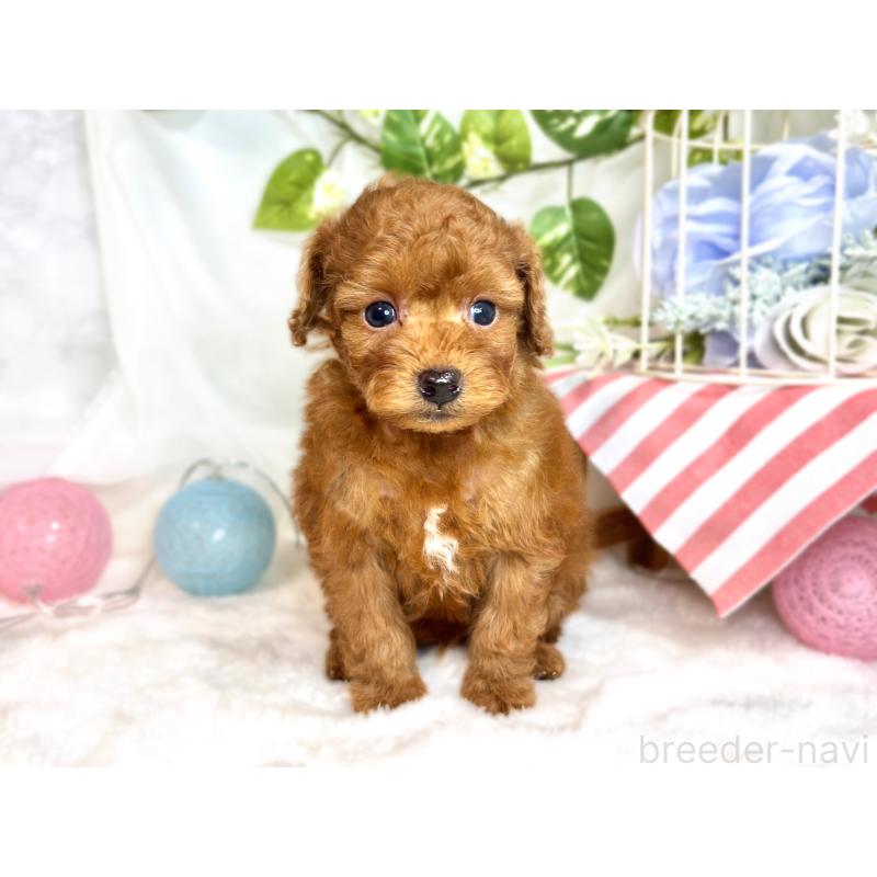 販売中の滋賀県のトイプードル-423336の4枚目