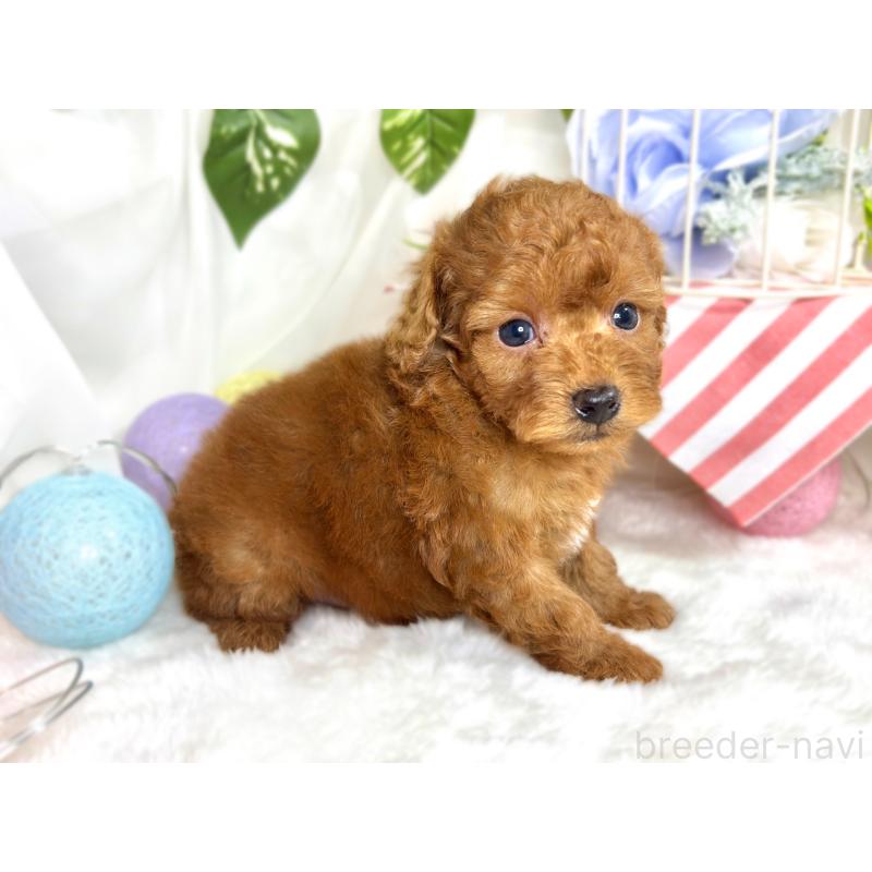 販売中の滋賀県のトイプードル-423336の3枚目