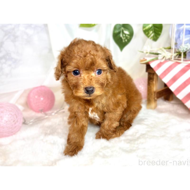 販売中の滋賀県のトイプードル-423336の2枚目