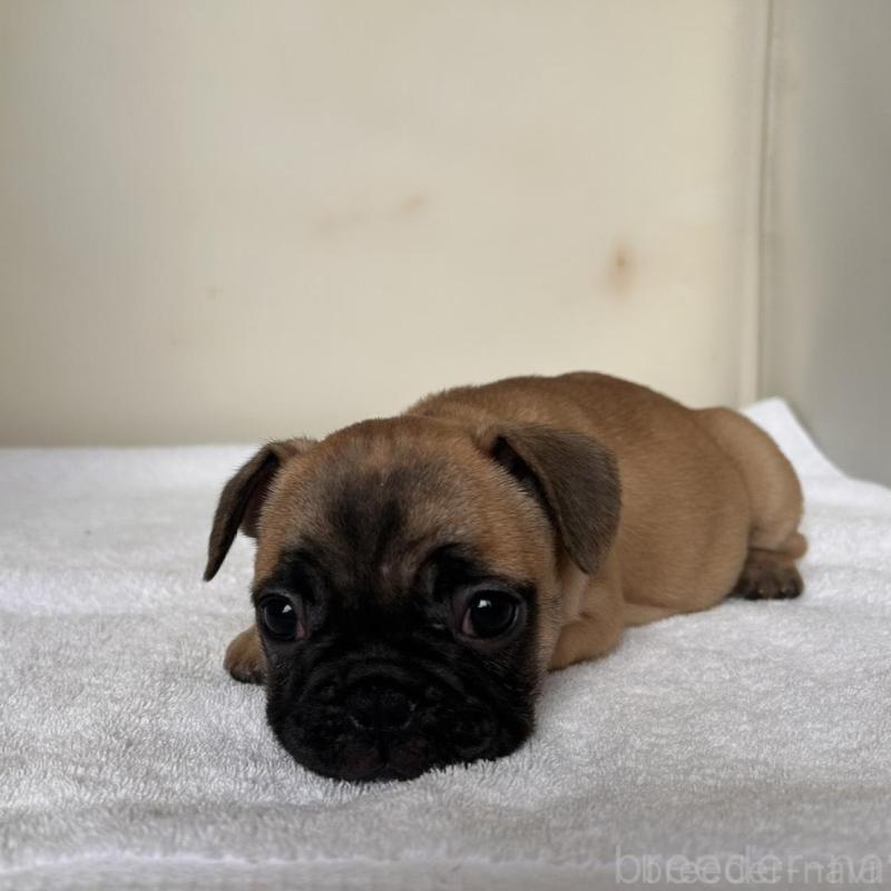 販売中の東京都のフレンチブルドッグ-420068の3枚目